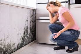 Best Environmental Consulting for Mold Prevention  in White Meadow Lake, NJ